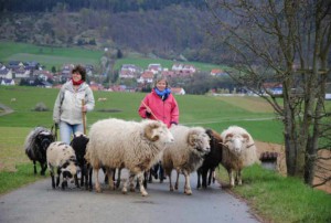 Buben-Weideauftrieb2011_0295